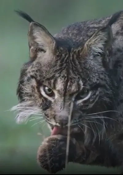 Capa Montado, O Bosque do Lince Ibérico